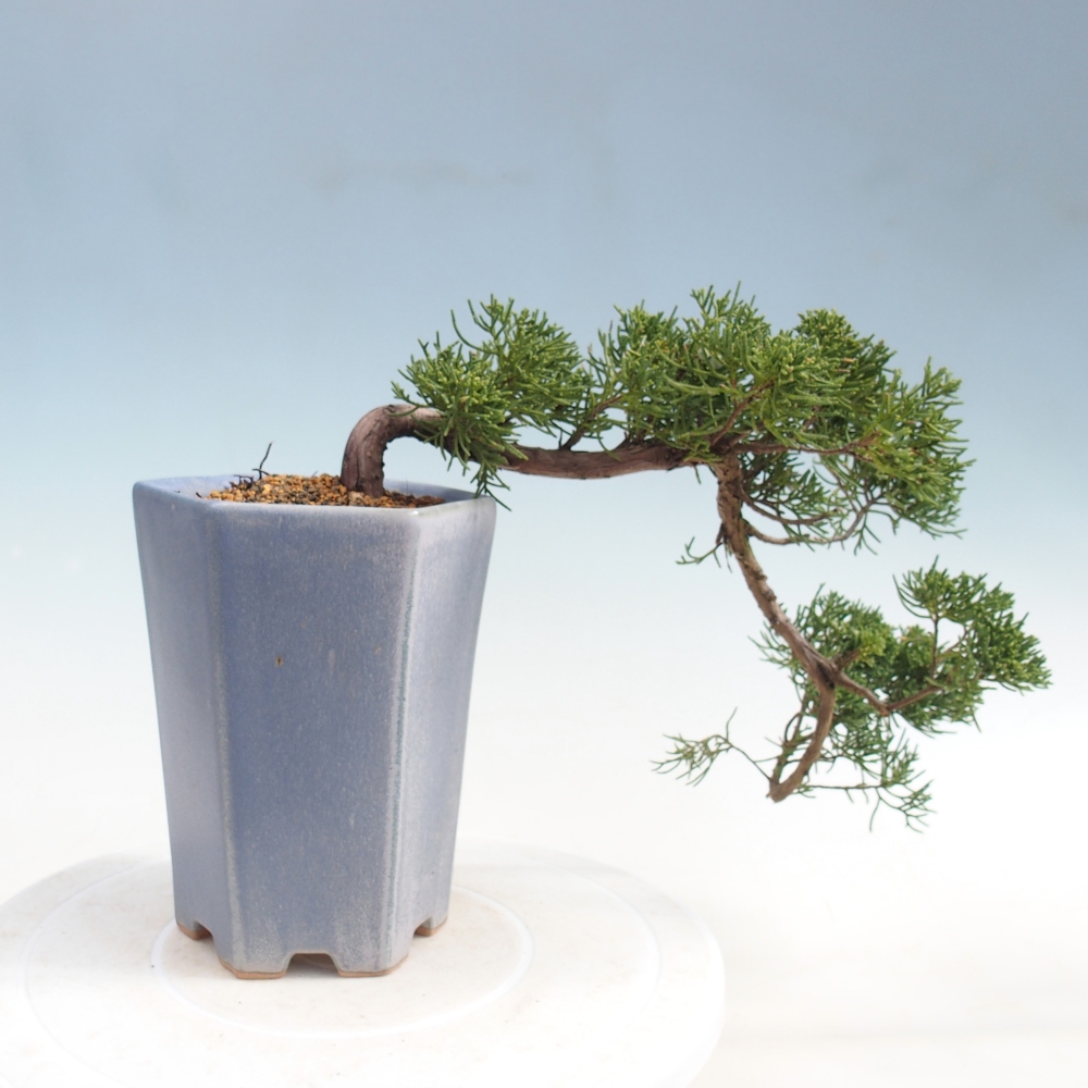 Kültéri bonsai - Juniperus chinensis Kishu