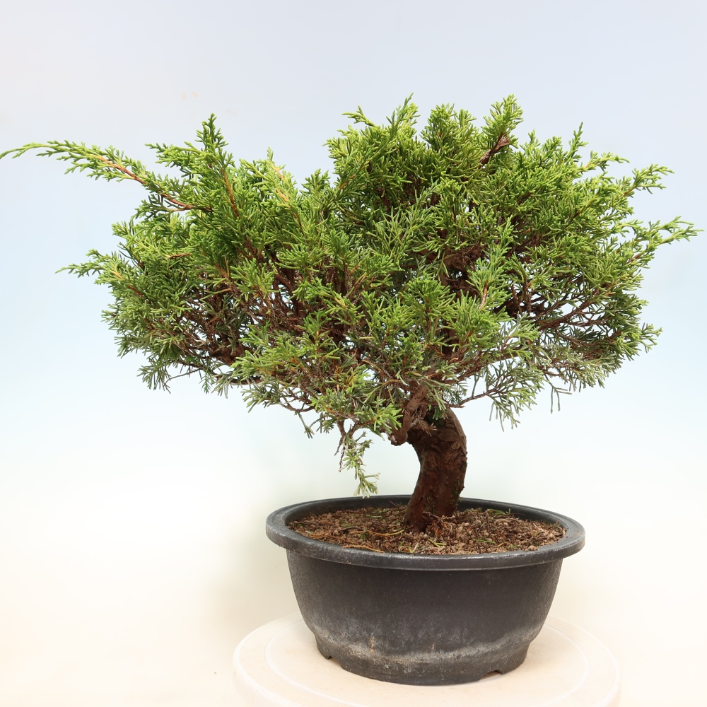 Kültéri bonsai - Juniperus chinensis Itoigawa-Juniperus chinensis