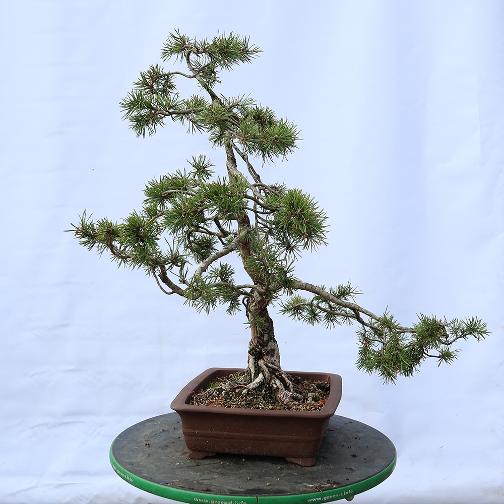 Pinus sylvestris Spanyolország – erdei fenyő