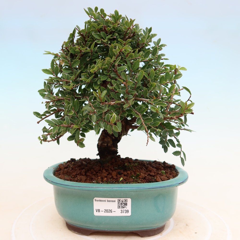Kültéri bonsai - Zelkova - Zelkova NIRE