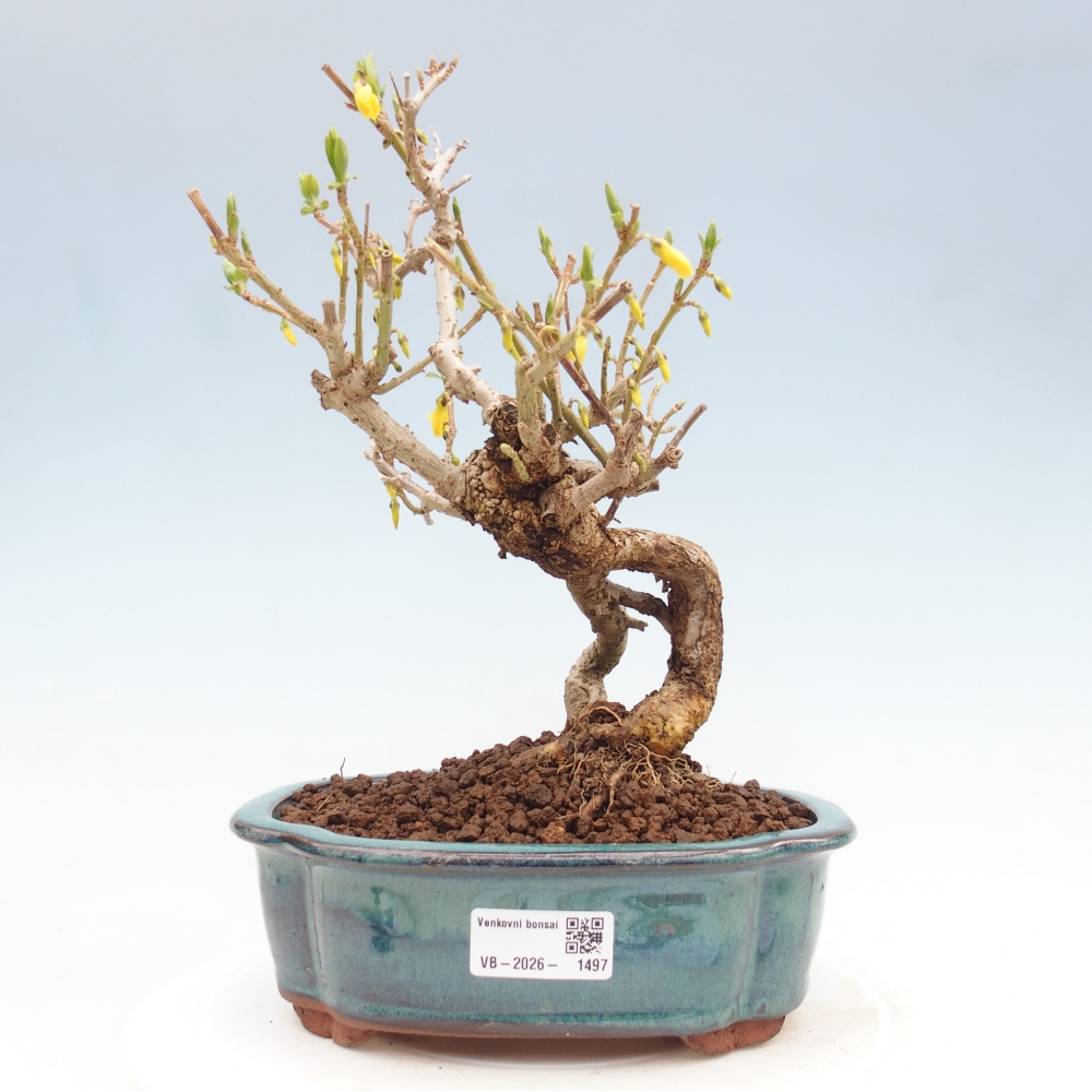 Kültéri bonsai - Zlatice - Forsythia koreana