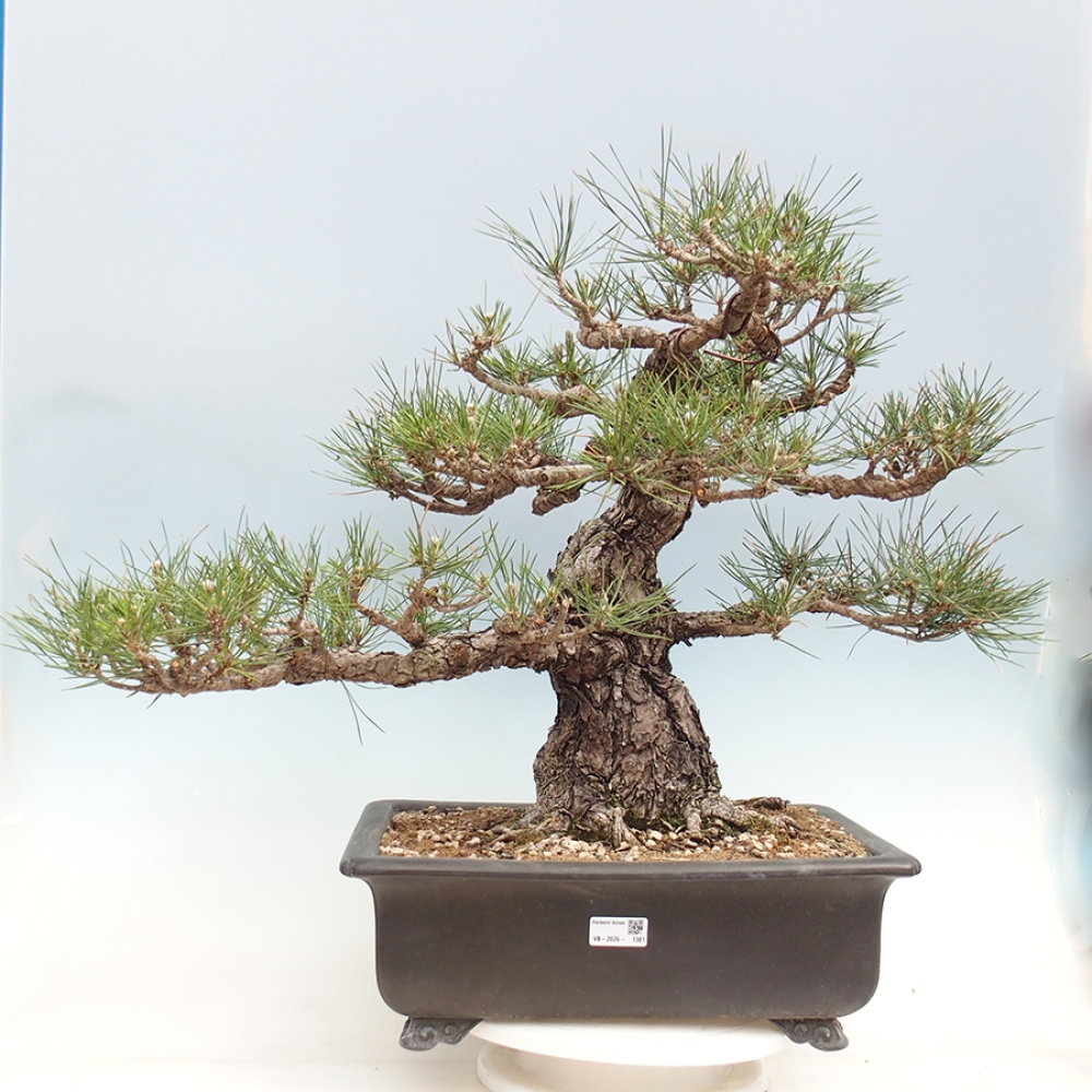 Kültéri bonsai - Pinus thunbergii - Thunberg fenyő