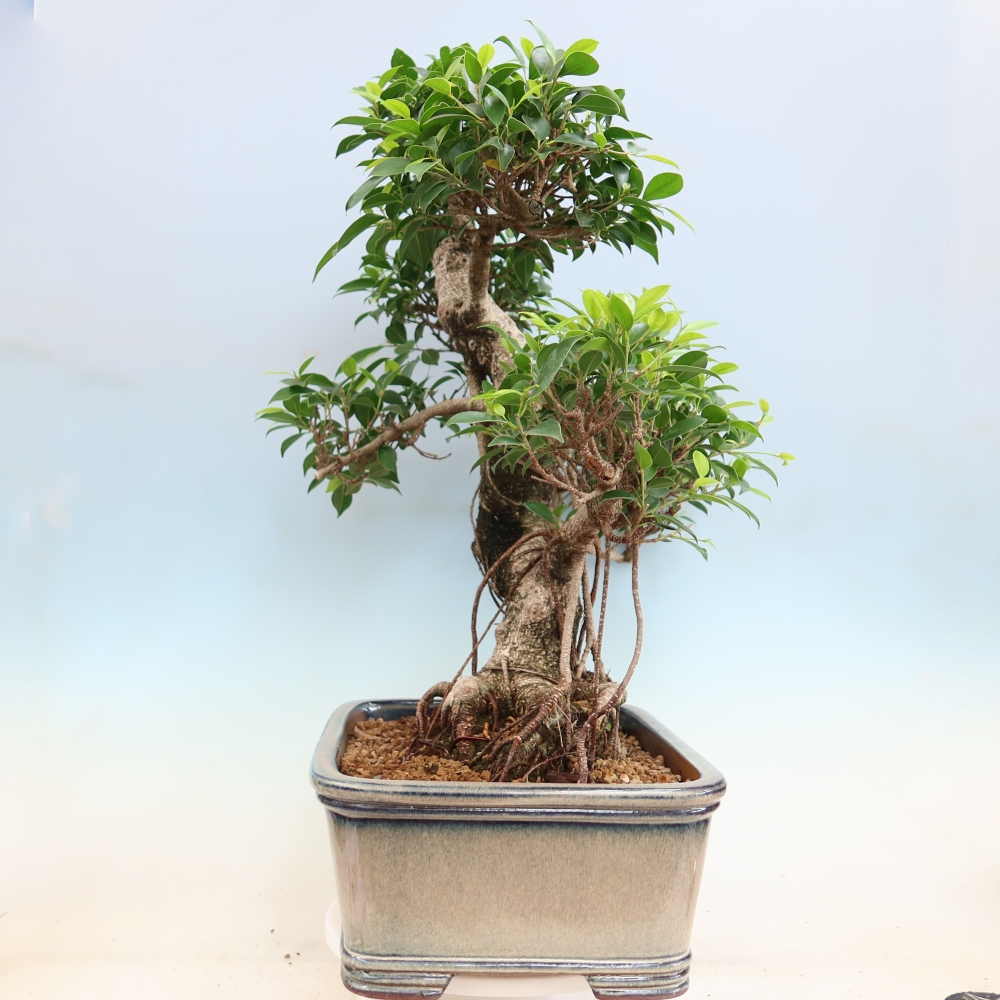 Szobai bonsai - Ficus kimmen - kislevelű fikusz