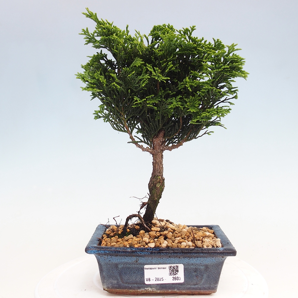 Kültéri bonsai - Cham.pis obtusa Nana Gracilis - ciprus