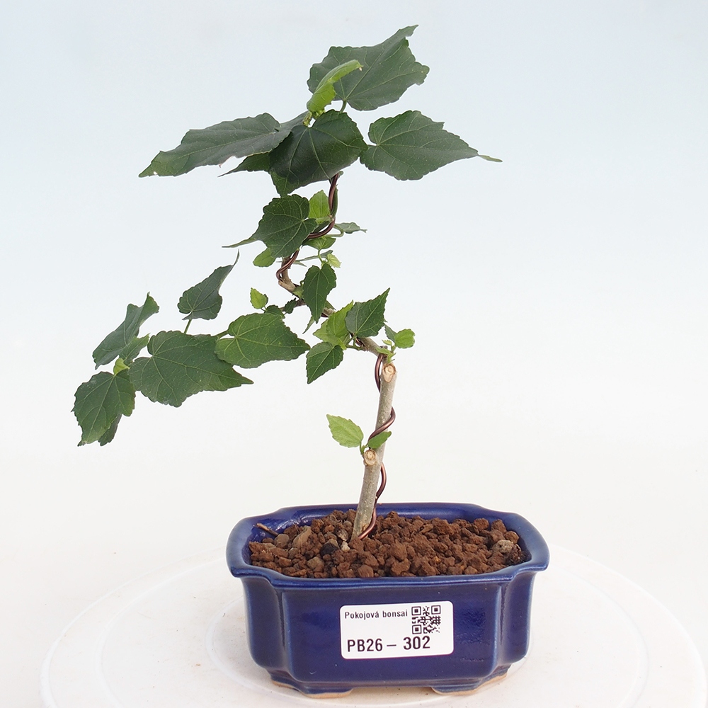 Beltéri bonsai - Malvaviscus arboreus