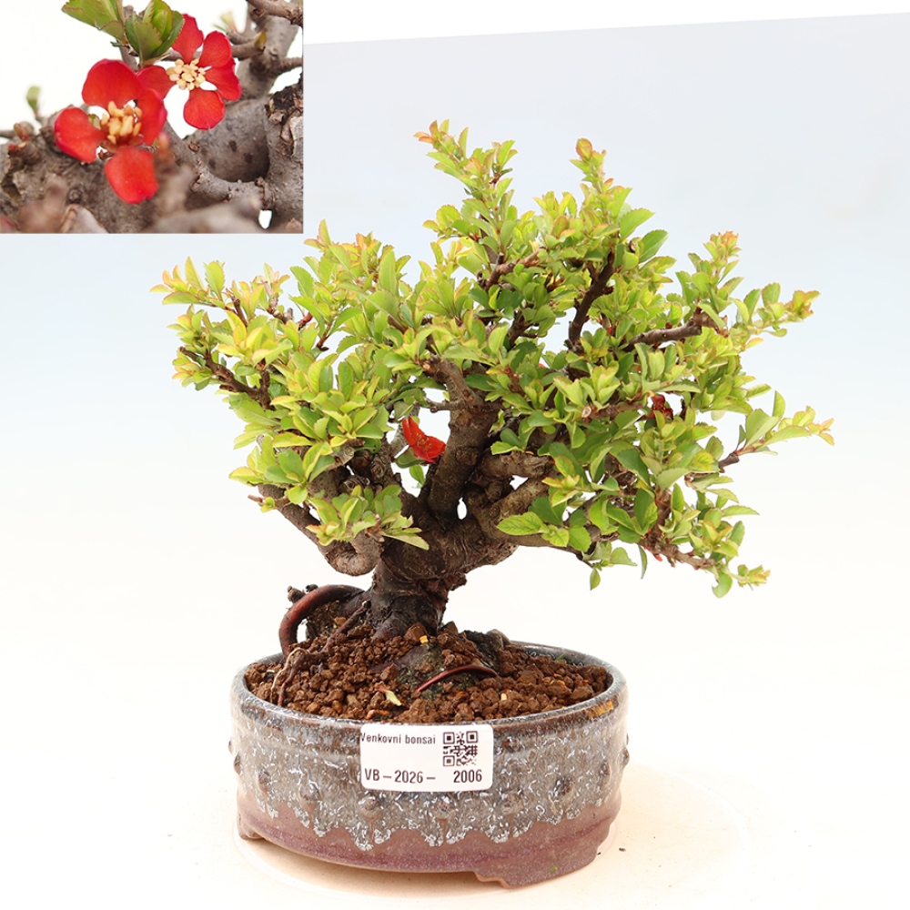 Kültéri bonsai - Chaneomeles speciosa Chojubai