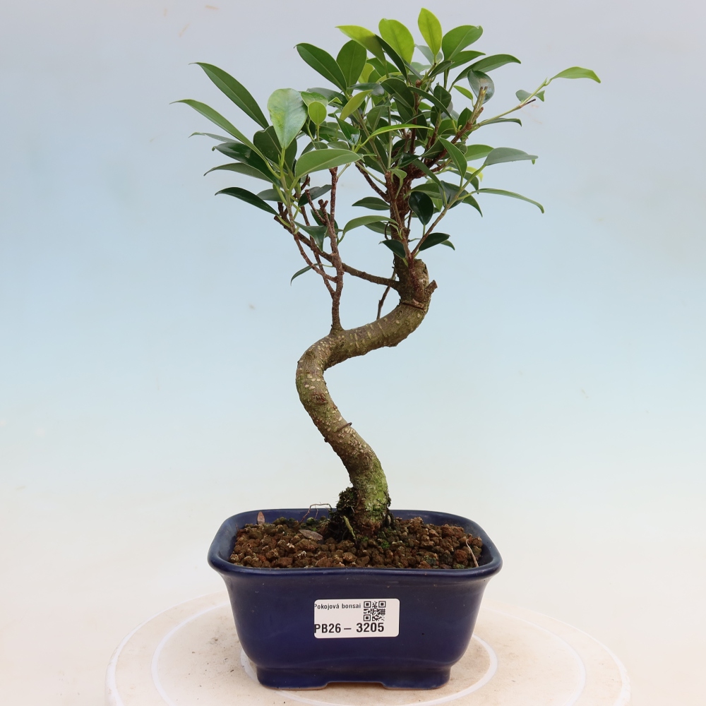 Szobai bonsai - Ficus kimmen - kislevelű fikusz