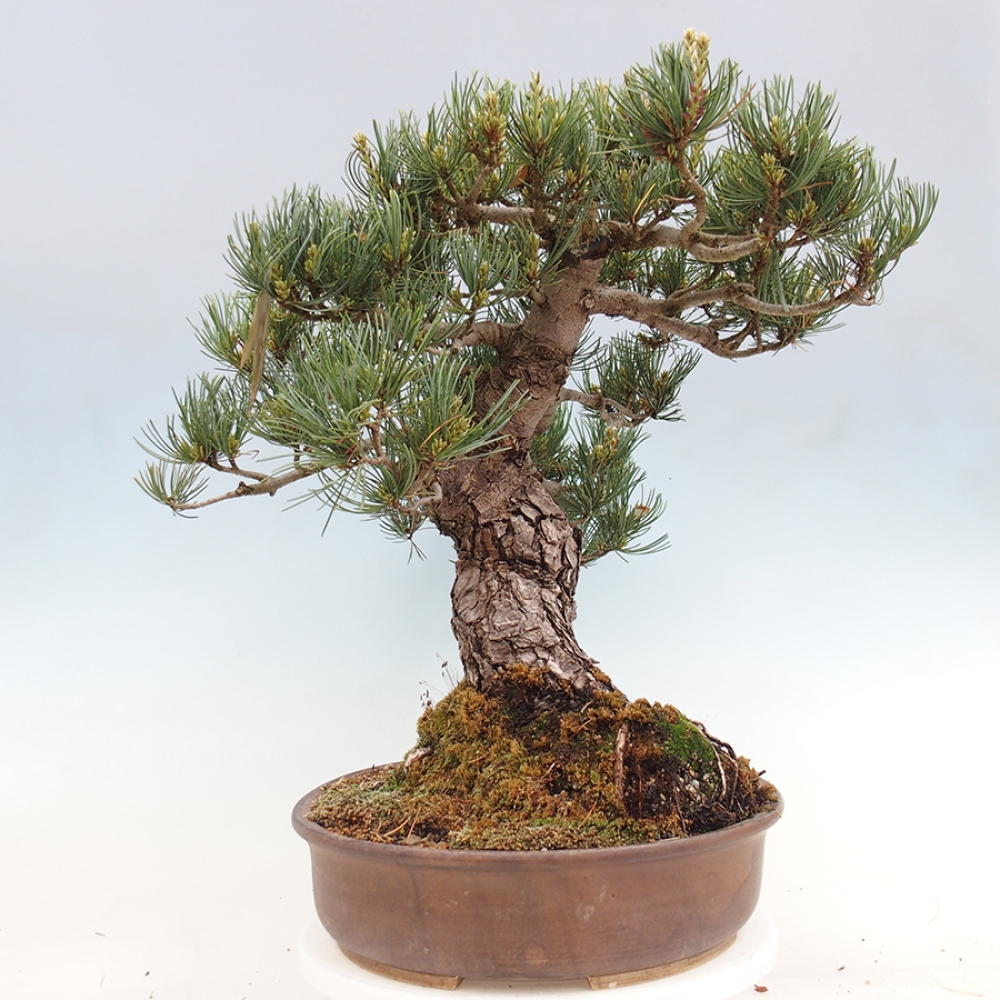 Kültéri bonsai - Pinus parviflora - Pinus parviflora