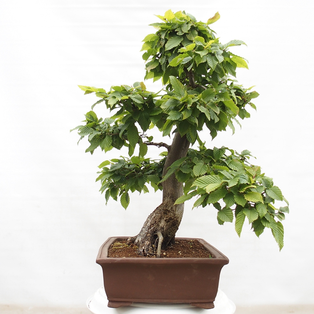 Kültéri bonsai - gyertyán - Carpinus betulus