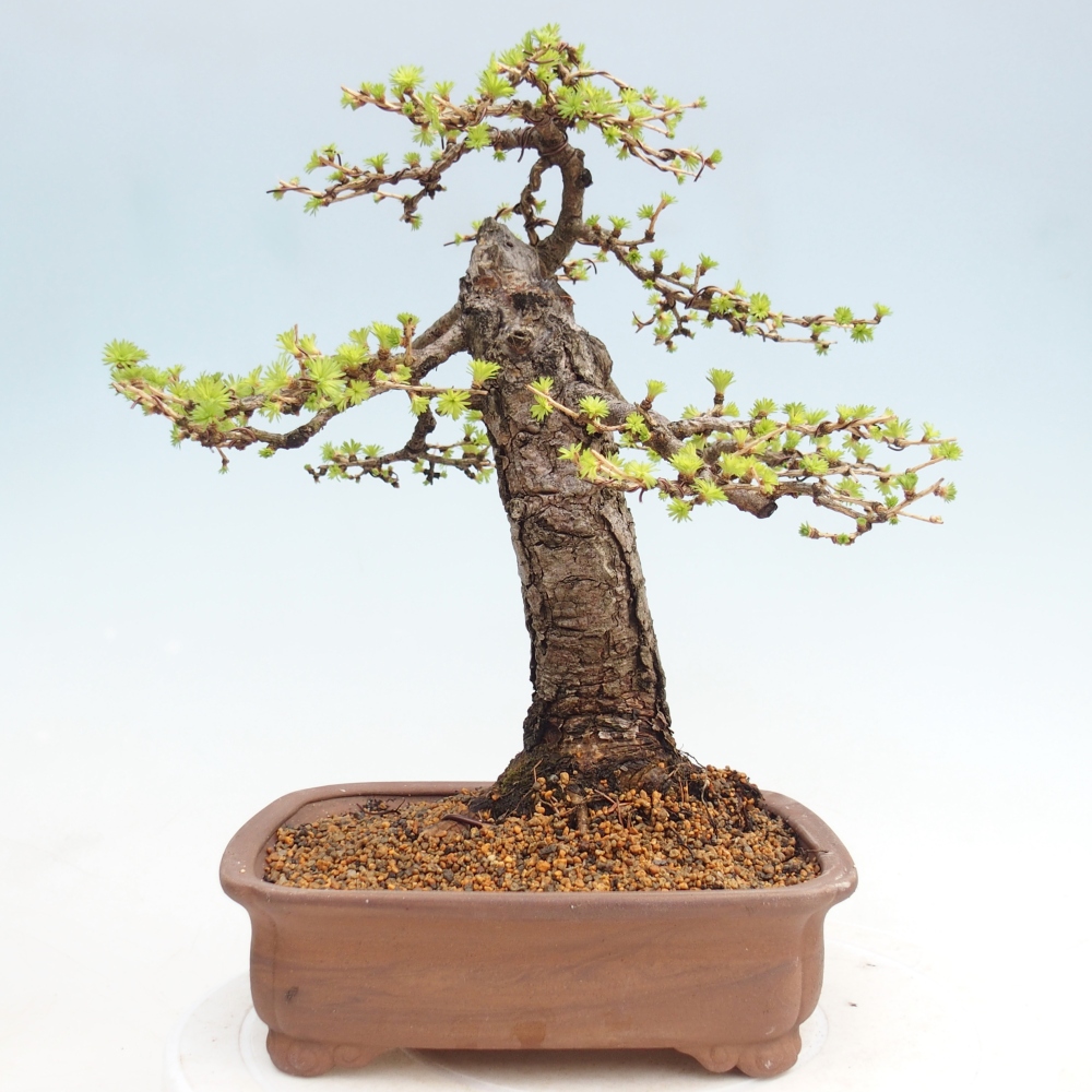 Kültéri bonsai - Larix decidua - vörösfenyő