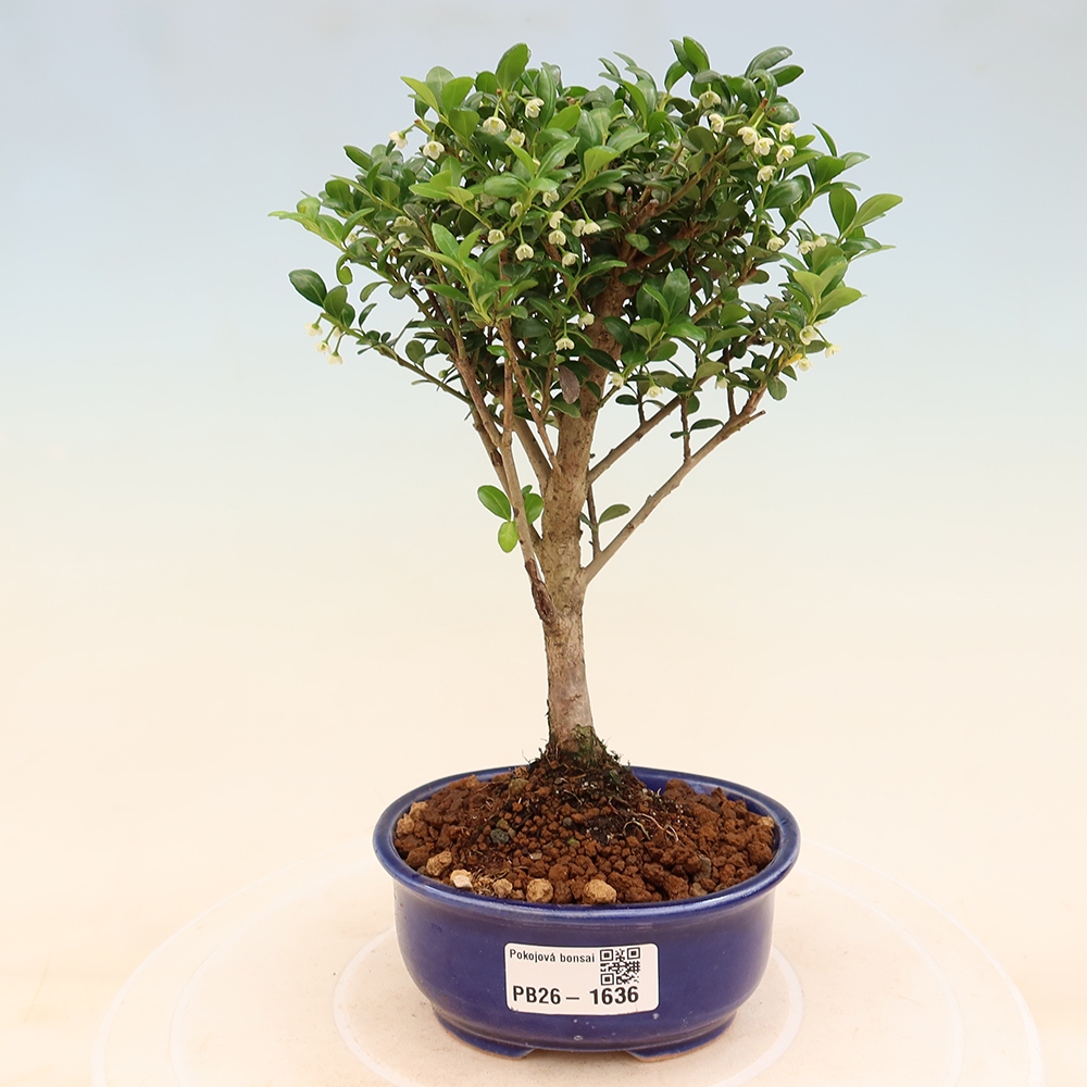 Szobai bonsai - Ilex crenata - Holly
