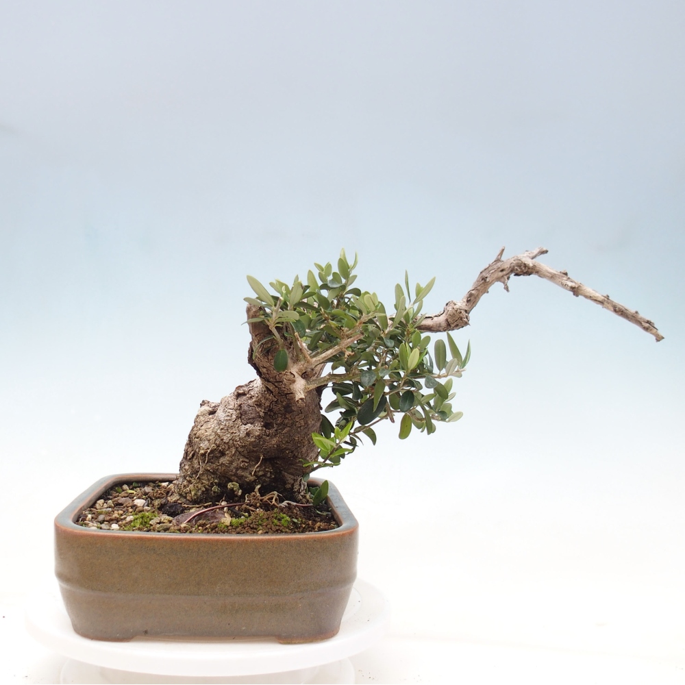 Beltéri bonsai - Olea europaea sylvestris