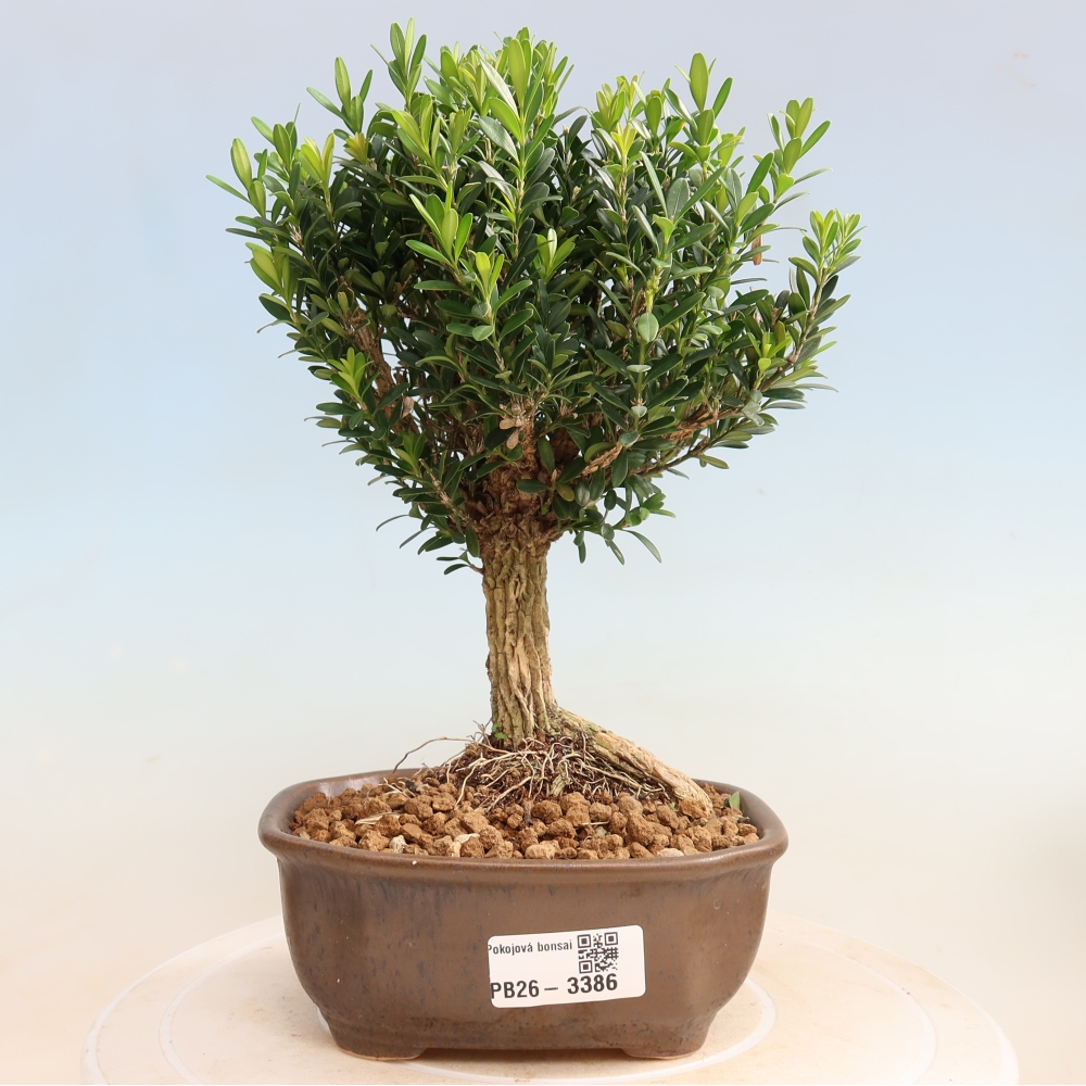 Szobai bonsai - Buxus harlandii - parafa buxus