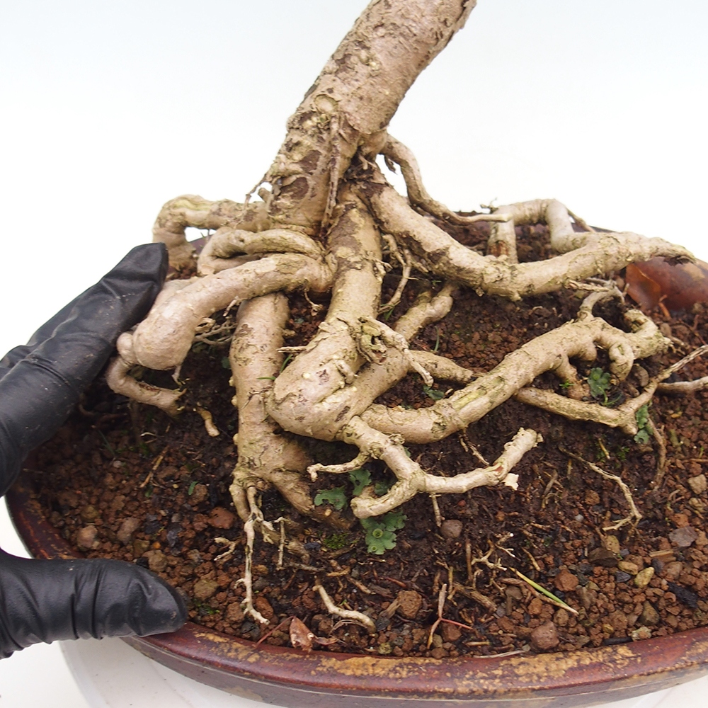 Kültéri bonsai - Ginkgo biloba - Ginkgo biloba