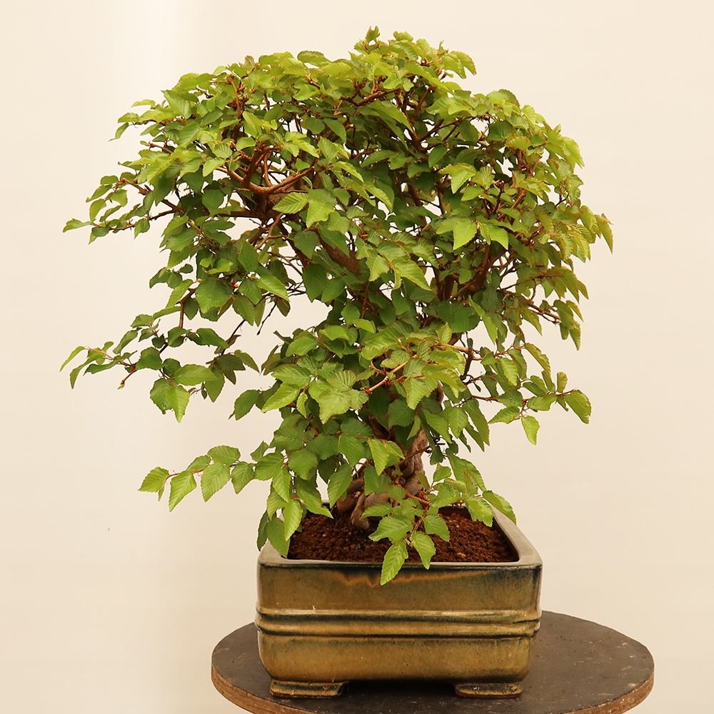 Kültéri bonsai -Carpinus Coreana - Koreai gyertyánfa