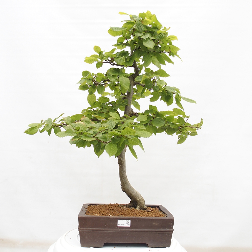 Kültéri bonsai - gyertyán - Carpinus betulus