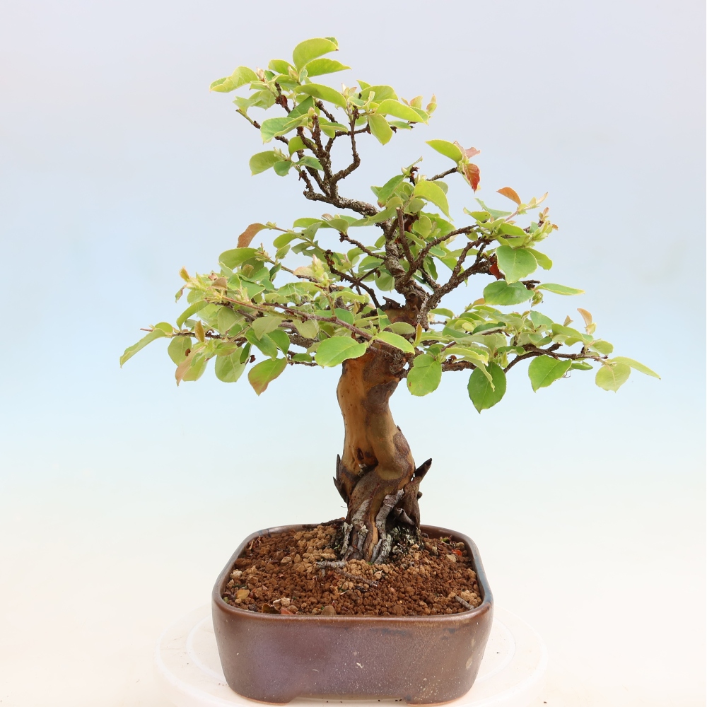 Kültéri bonsai - Pseudocydonia sinensis - kínai birs