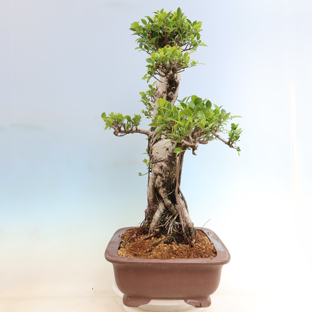 Szobai bonsai - Ficus kimmen - kislevelű fikusz