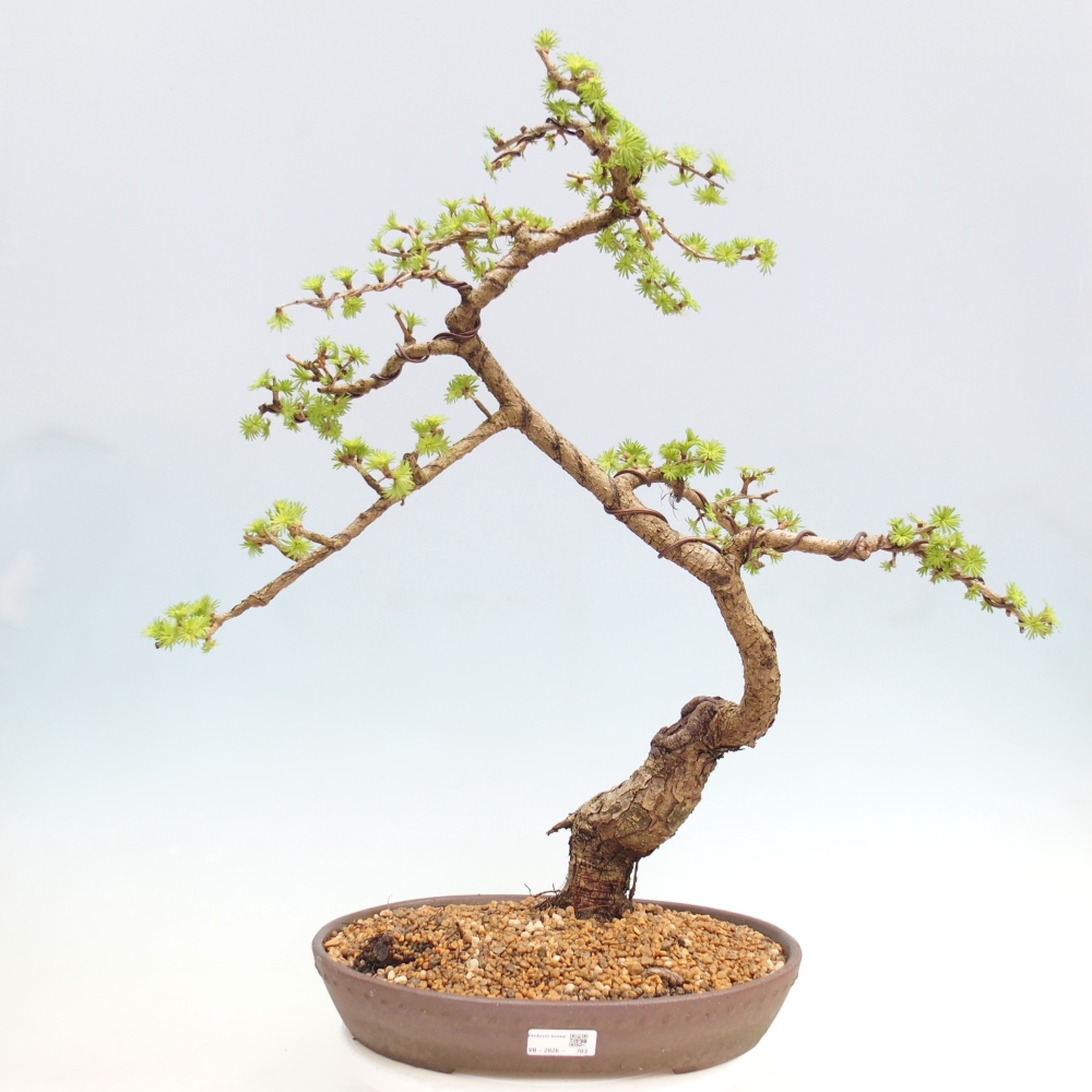 Kültéri bonsai -Larix decidua - vörösfenyő - Csak raklapon szállítható