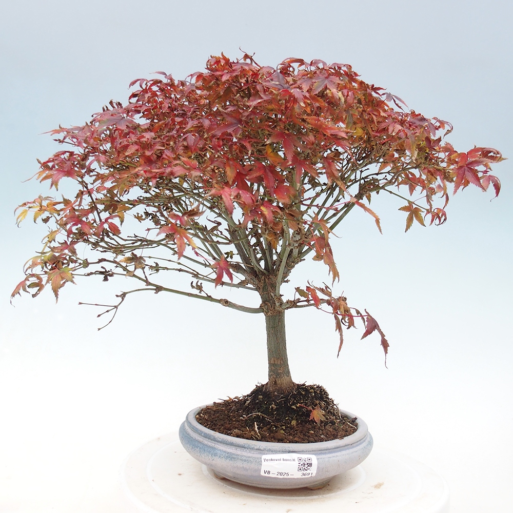 Acer palmatum KIOHIME - Pálma juhar