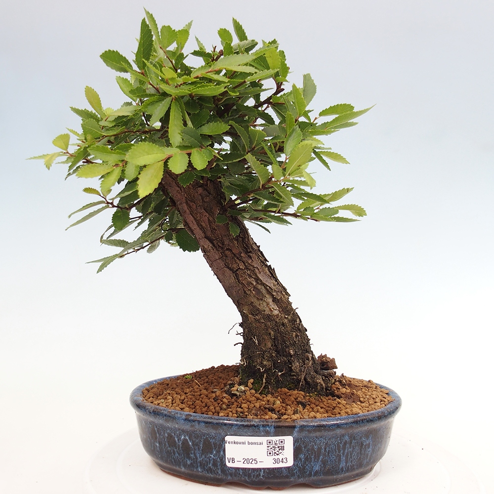 Kültéri bonsai - Zelkova - Zelkova NIRE