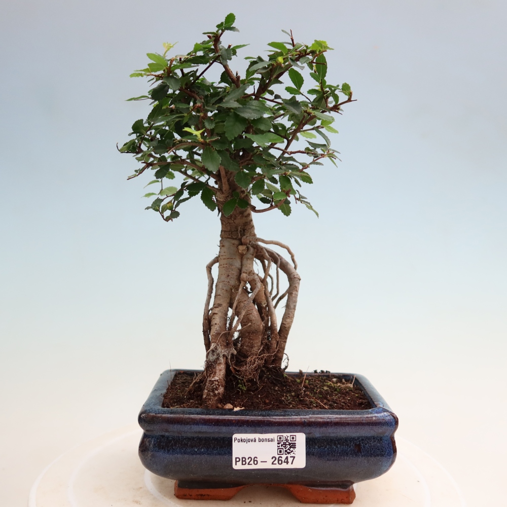 Szobai bonsai - Ulmus parvifolia - Kislevelű szilfa