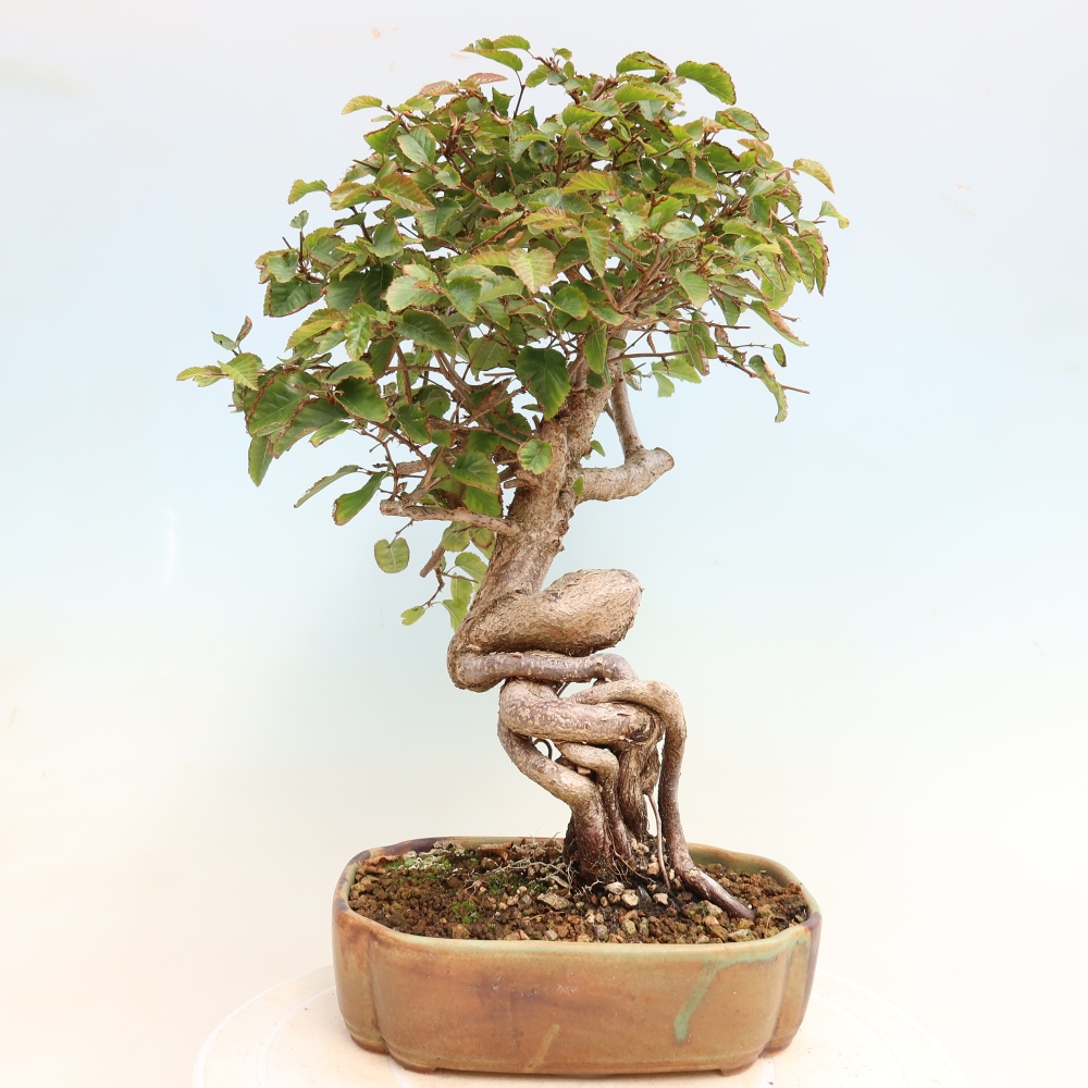 Kültéri bonsai -Carpinus CARPINOIDES - Koreai gyertyánfa