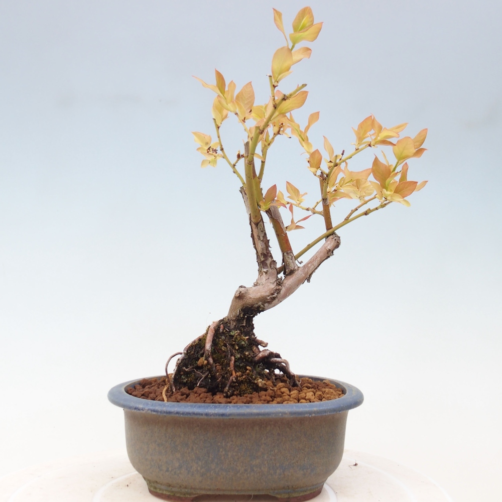 Kültéri bonsai - Kanadai áfonya - Vaccinium corymbosum