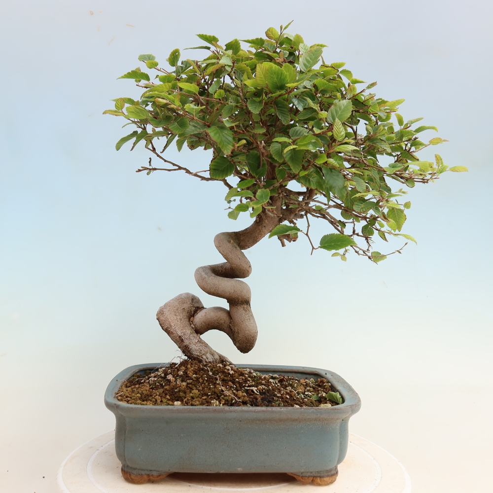 Kültéri bonsai -Carpinus CARPINOIDES - Koreai gyertyánfa