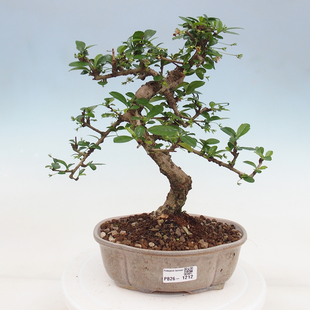 Szobai bonsai - Carmona macrophylla - Tea fuki