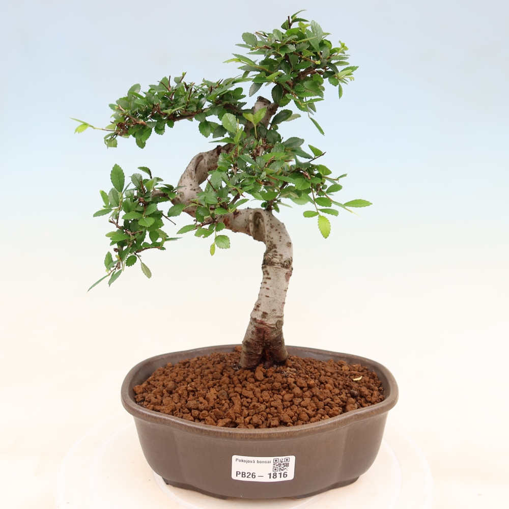 Szobai bonsai - Ulmus parvifolia - Kislevelű szilfa