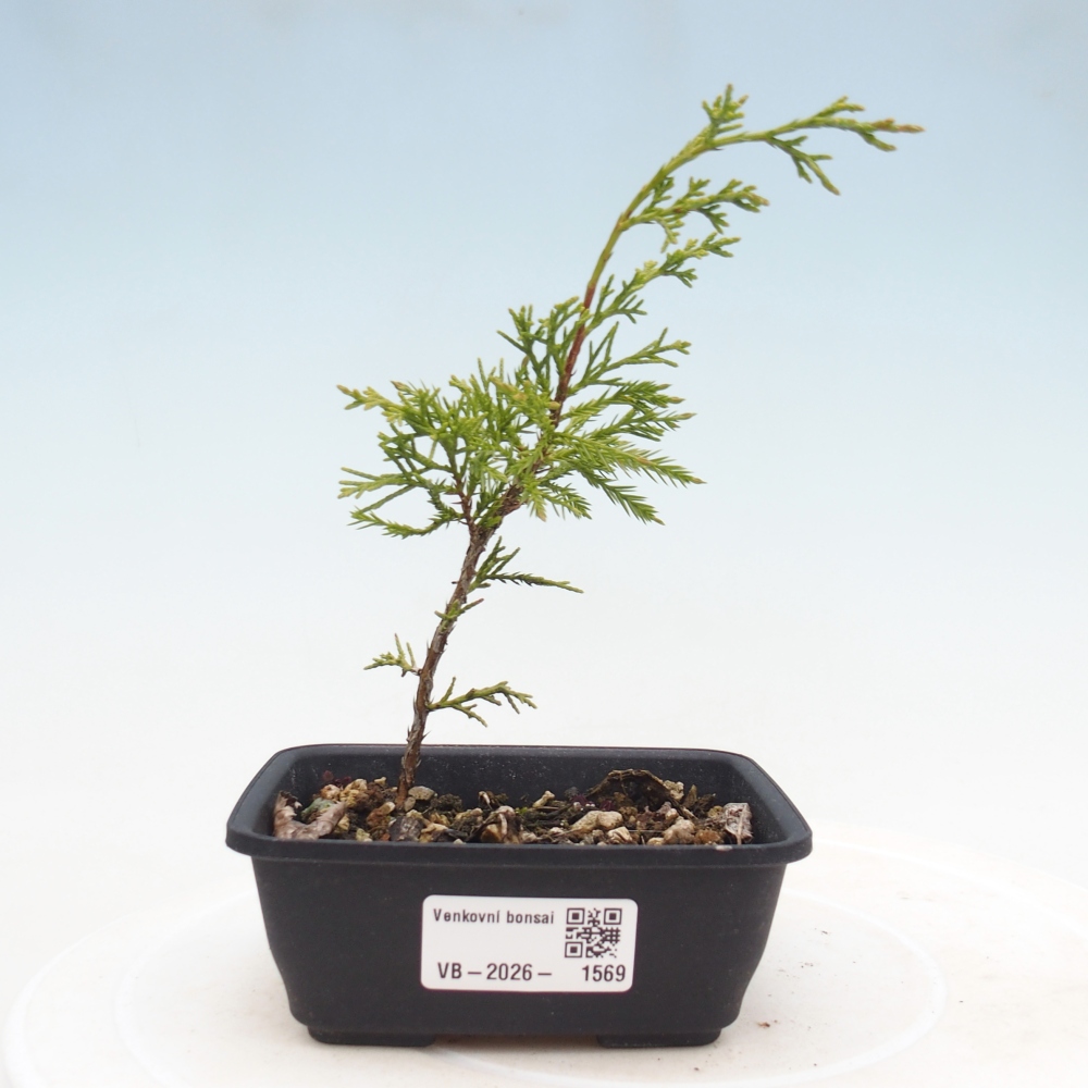 Kültéri bonsai - Juniperus chinensis Itoigawa