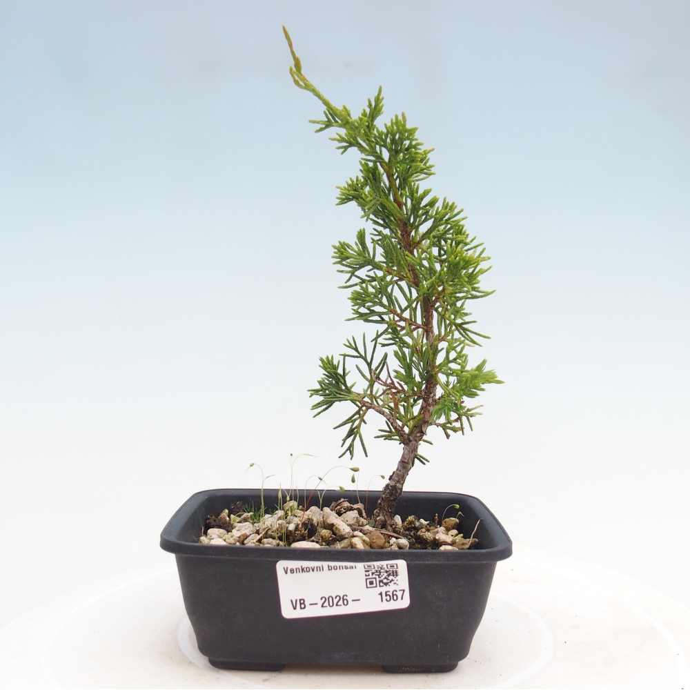 Kültéri bonsai - Juniperus chinensis Itoigawa