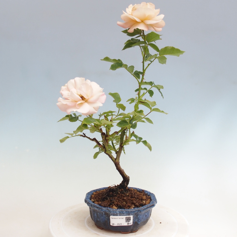 Kültéri bonsai - Rosa Kordes - rózsa