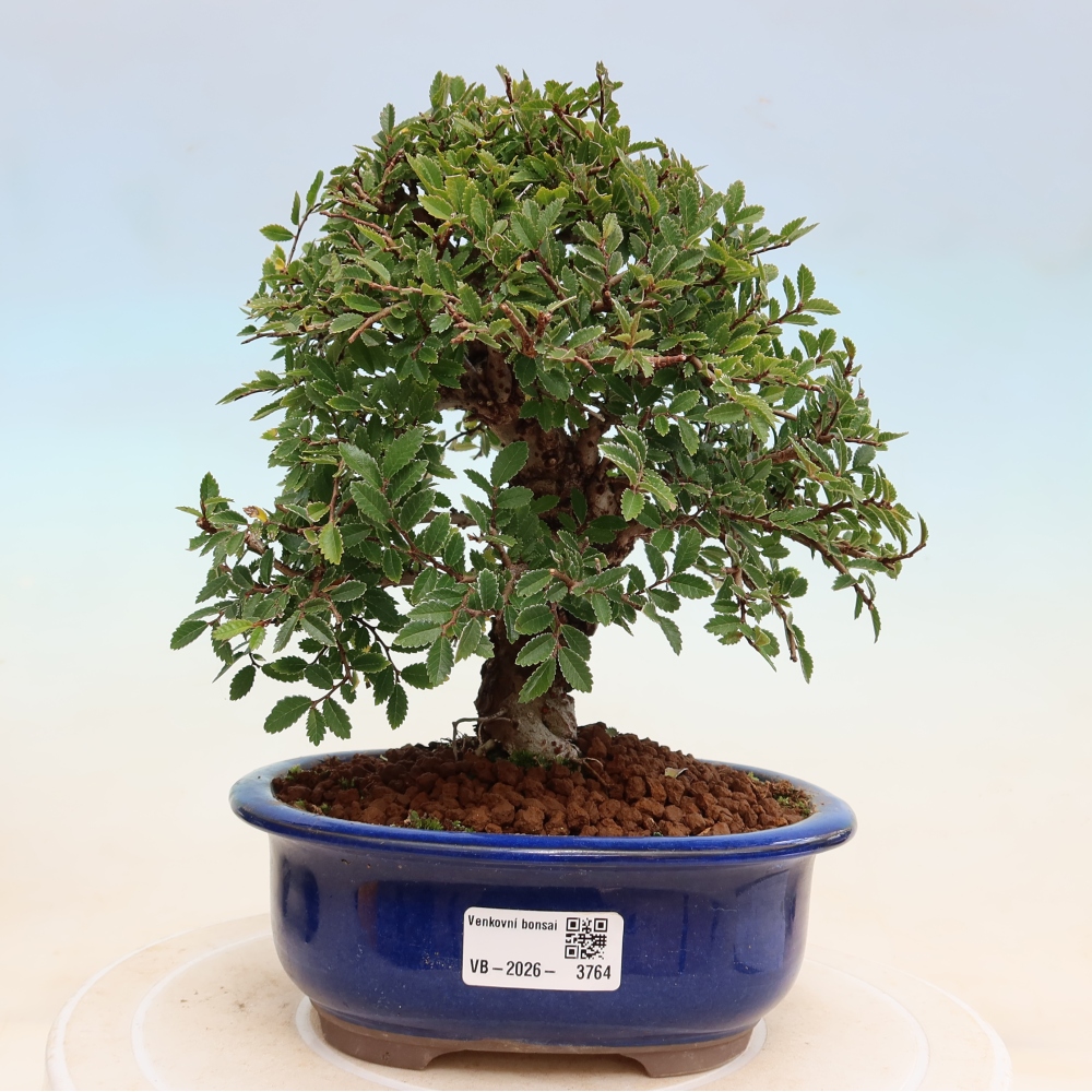 Kültéri bonsai - Zelkova - Zelkova NIRE
