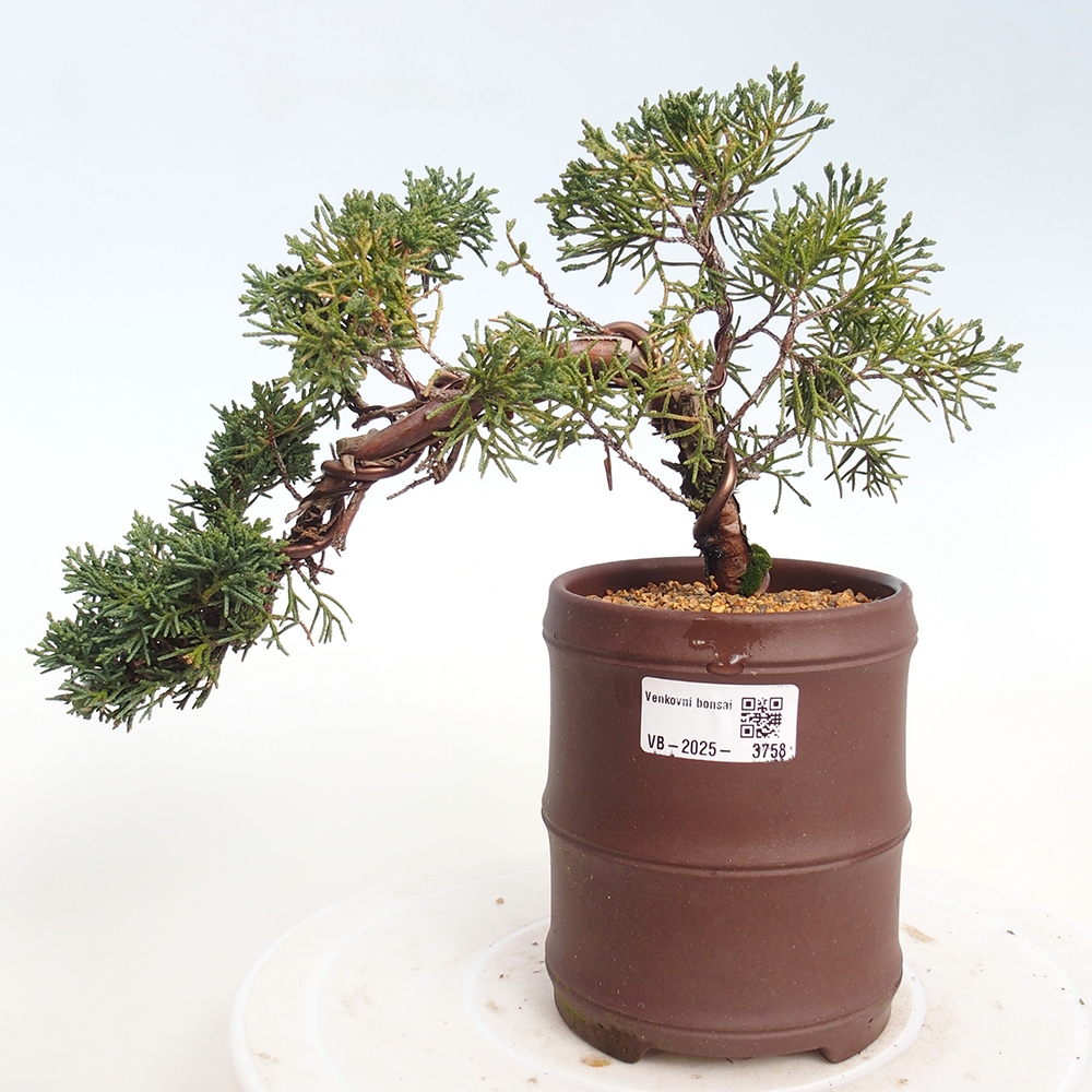 Kültéri bonsai - Juniperus chinensis Kishu