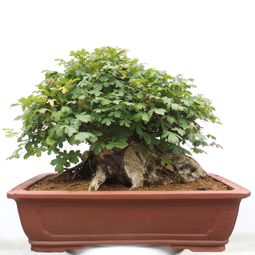 Kültéri bonsai - Francia juhar - Acer Nonspessulanum