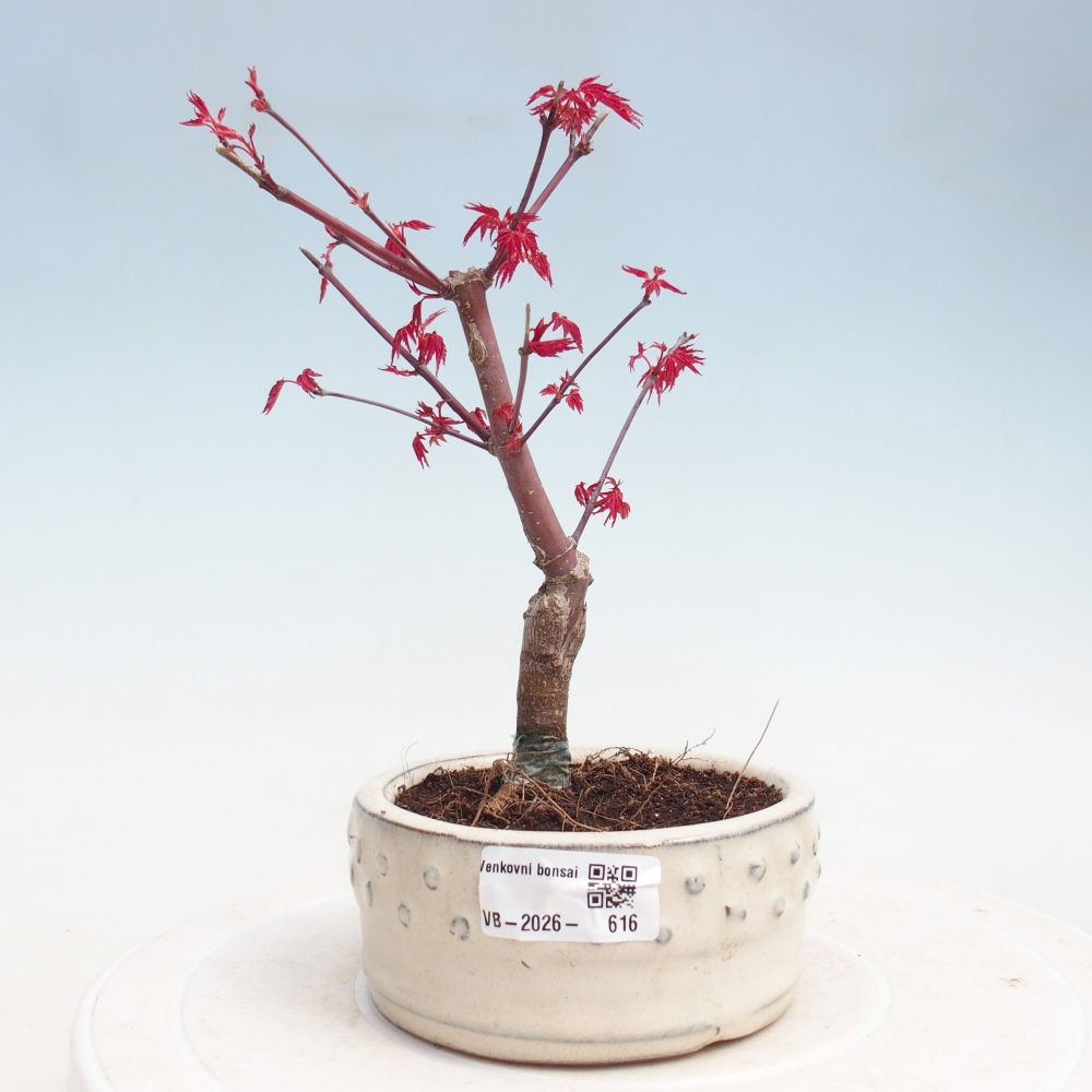 Kültéri bonsai - Acer palmatum DESHOJO