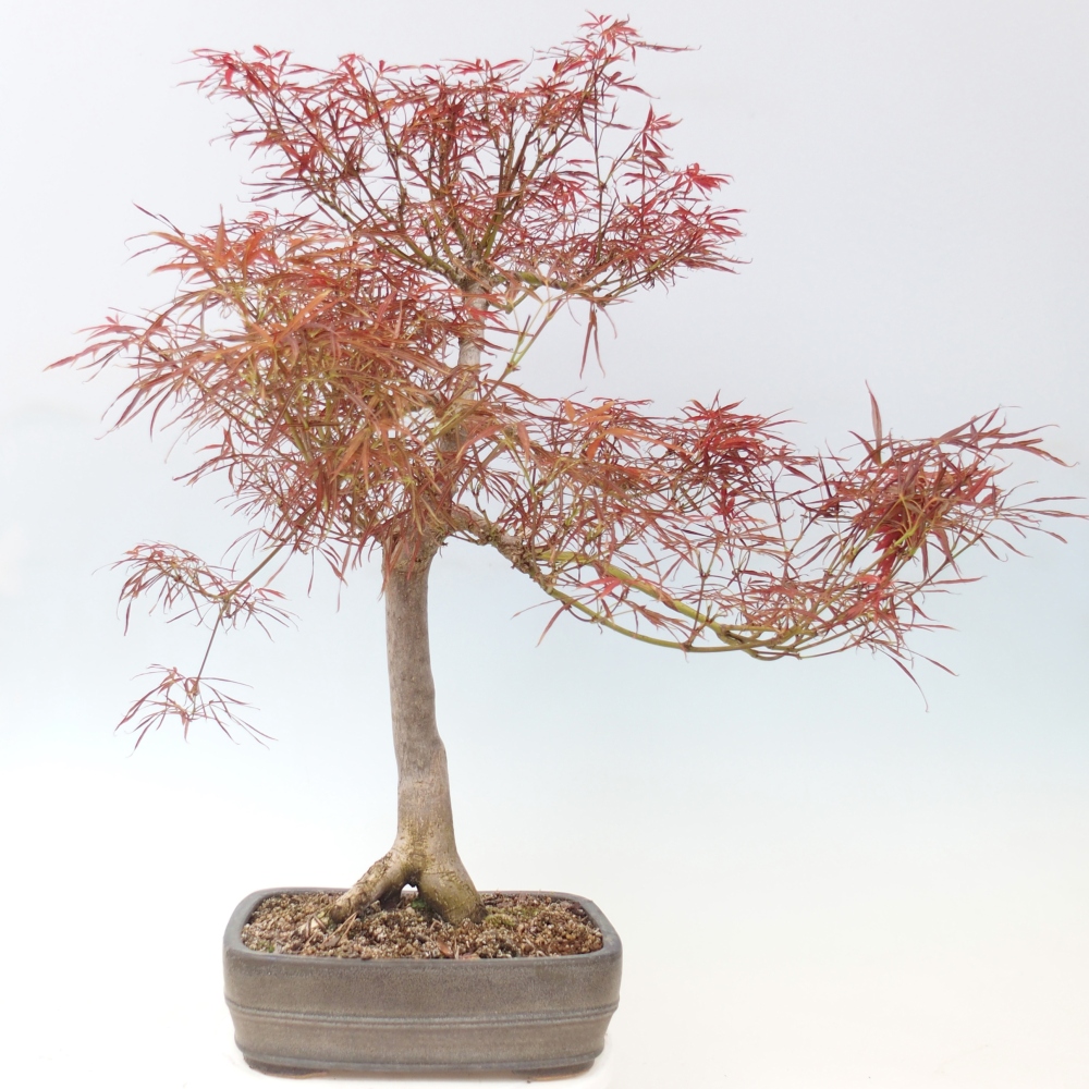 Kültéri bonsai - Acer palmatum RED PYGMY