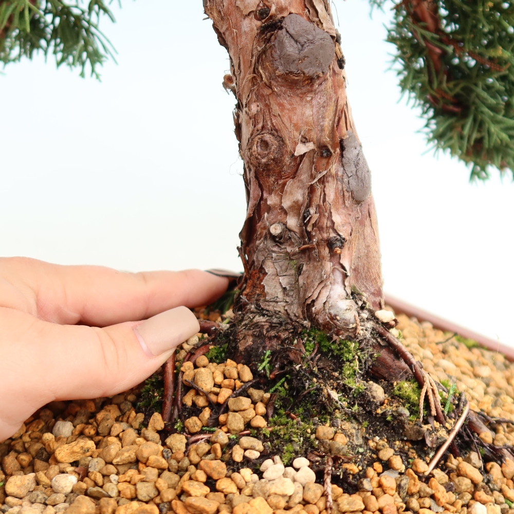 Kültéri bonsai - Juniperus chinensis Kishu