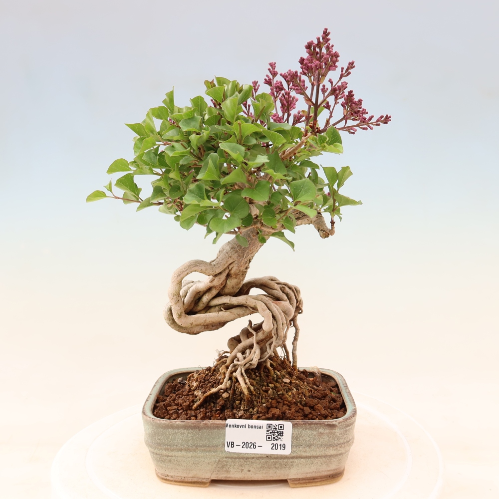 Kültéri bonsai - Syringa microphylla - kisvirágú lila