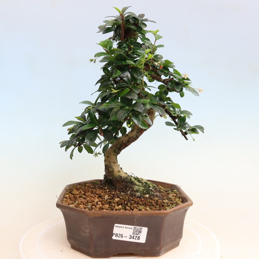 Szobai bonsai - Carmona macrophylla - Tea fuki