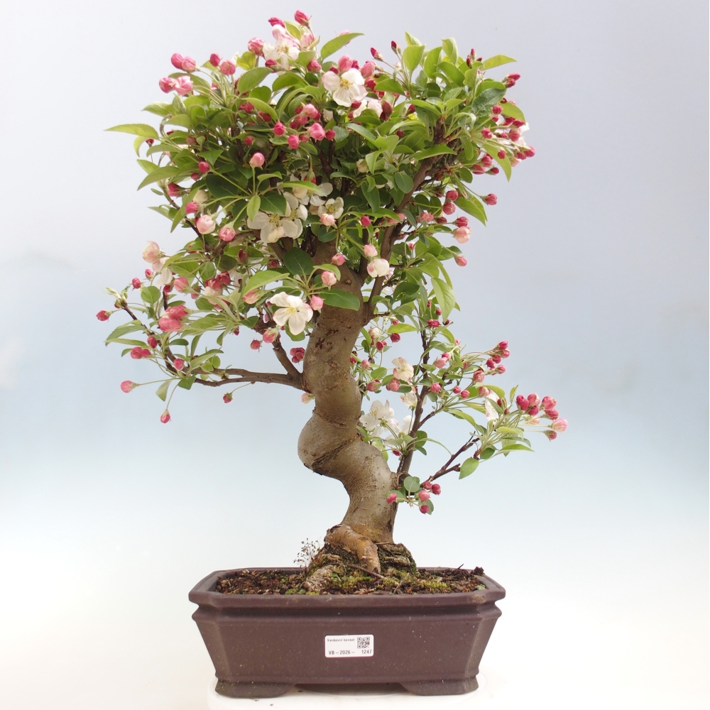 Kültéri bonsai -Malus halliana - Kis gyümölcsű almafa