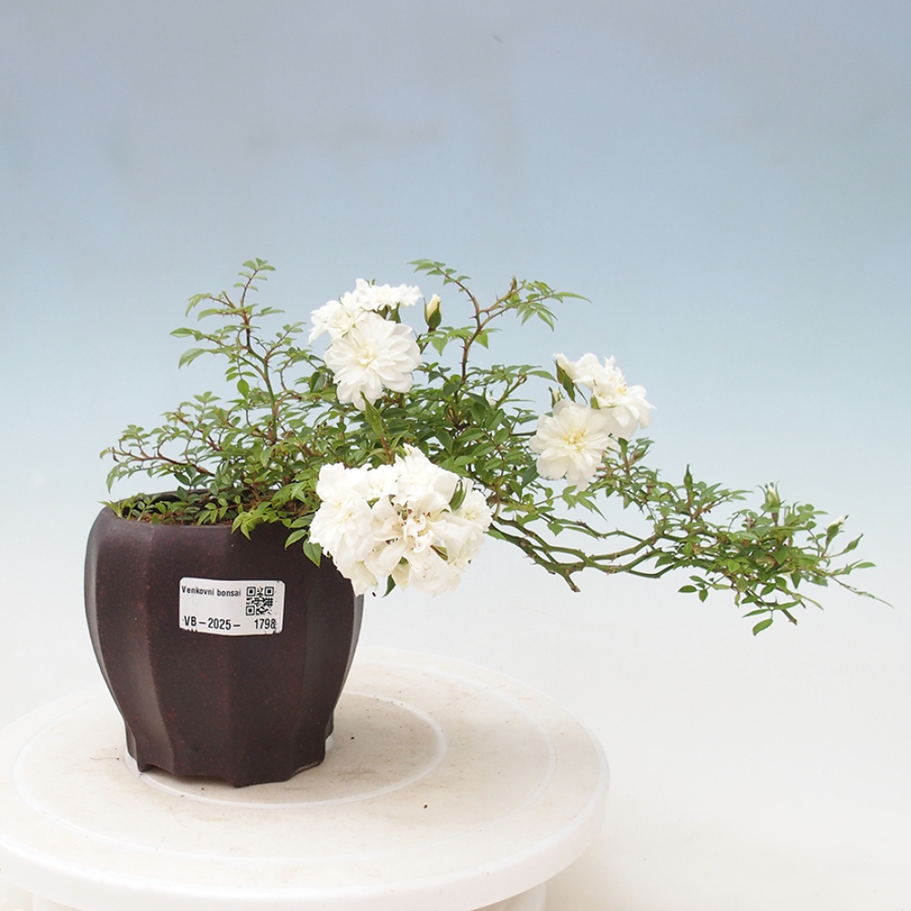 Kültéri bonsai - Rosa Sea Foam - rózsa