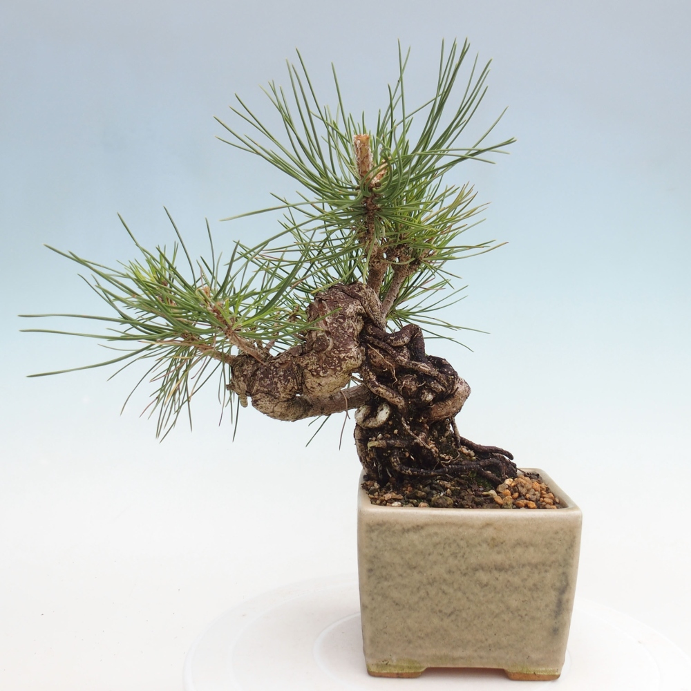 Kültéri bonsai - Pinus thunbergii - Thunberg fenyő