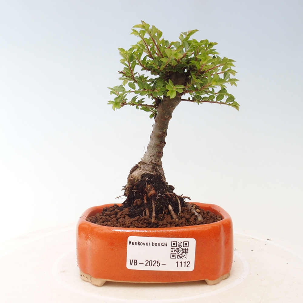 Kültéri bonsai - Ulmus parvifolia Sagei - Kislevelű szilfa