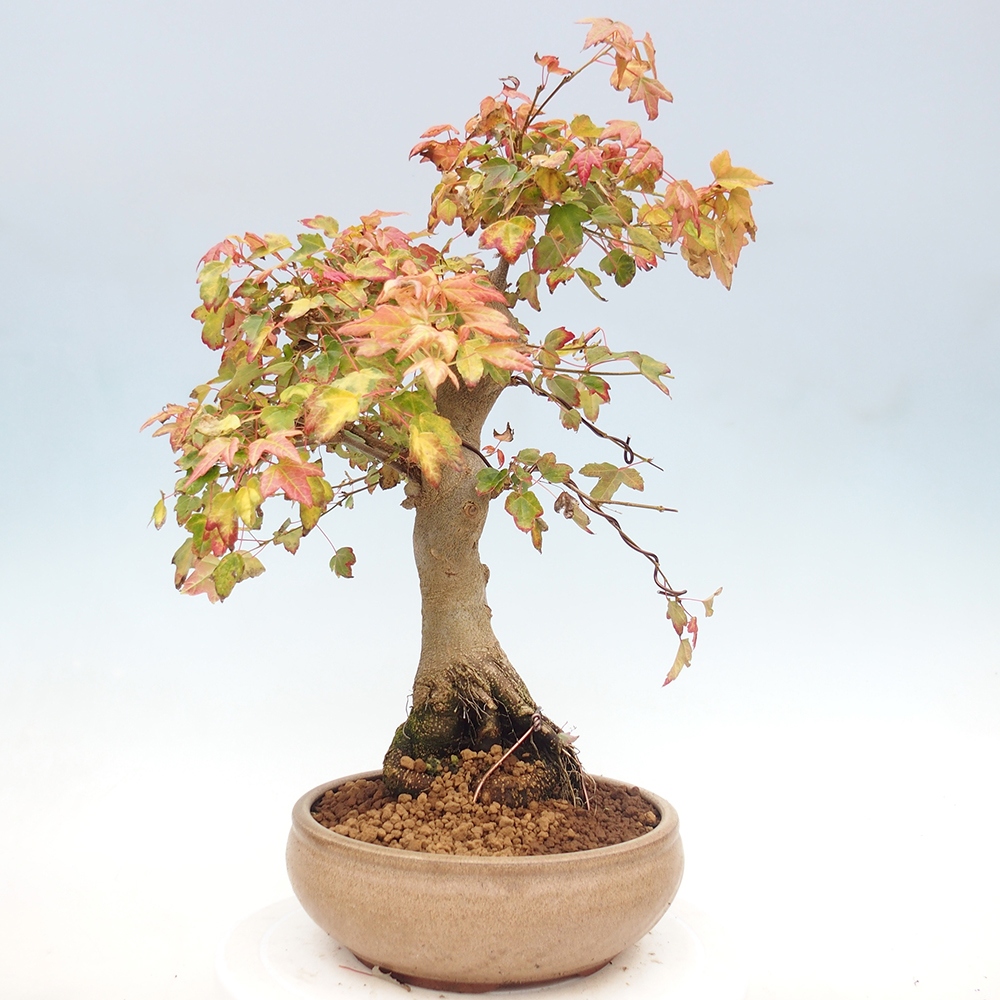 Kültéri bonsai - Acer Buergerianum - Burger juhar