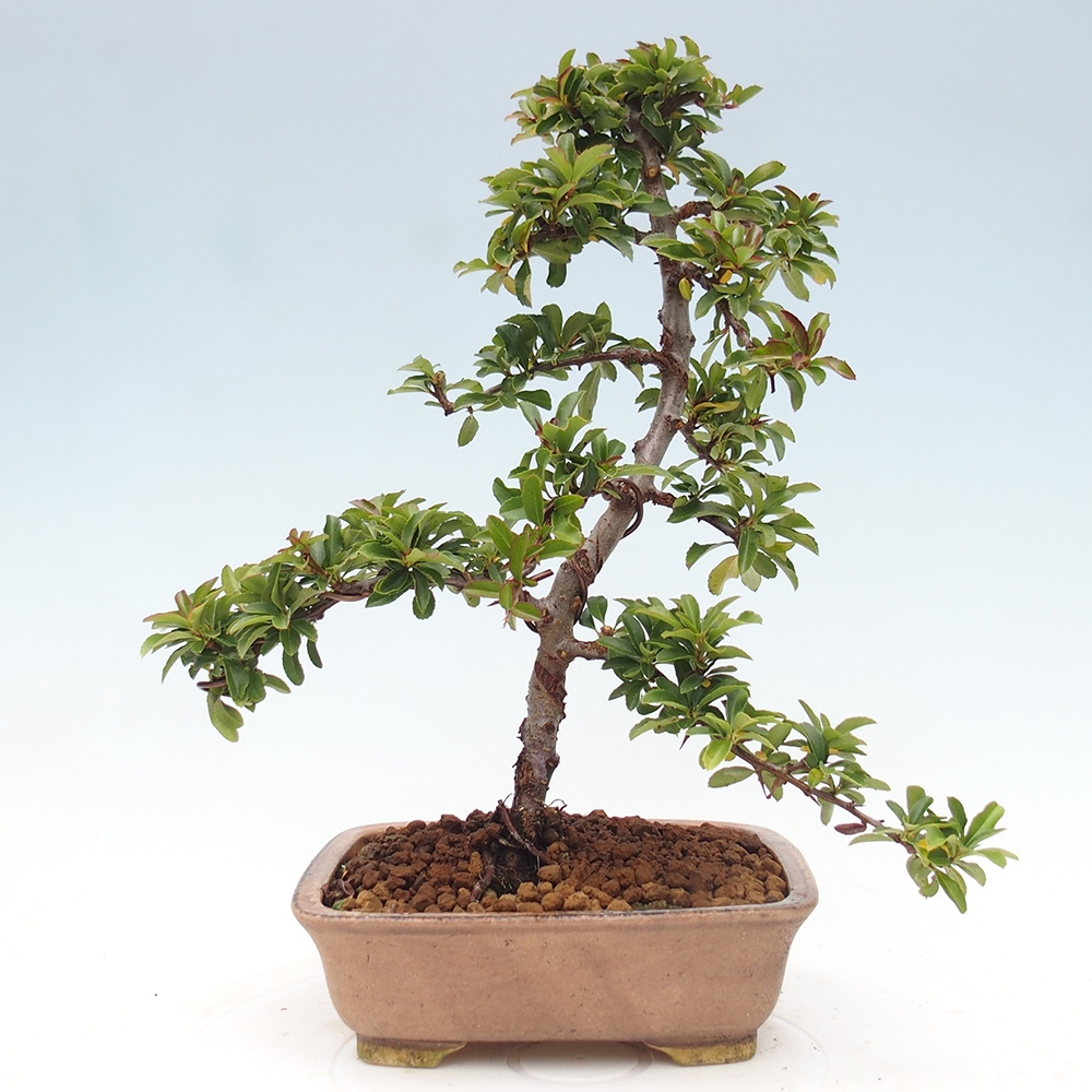 Kültéri bonsai-Pyracantha Teton - Hlox