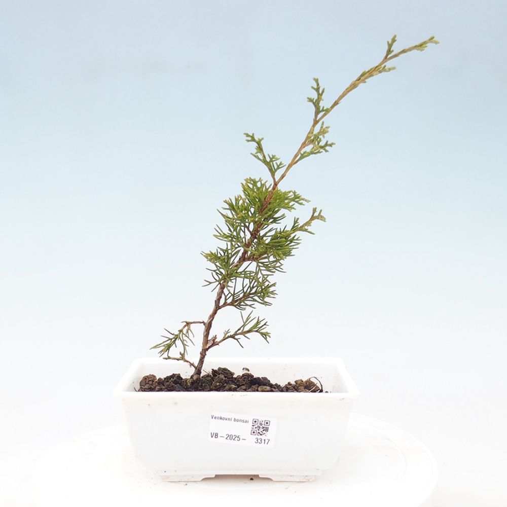 Kültéri bonsai - Juniperus chinensis Itoigawa