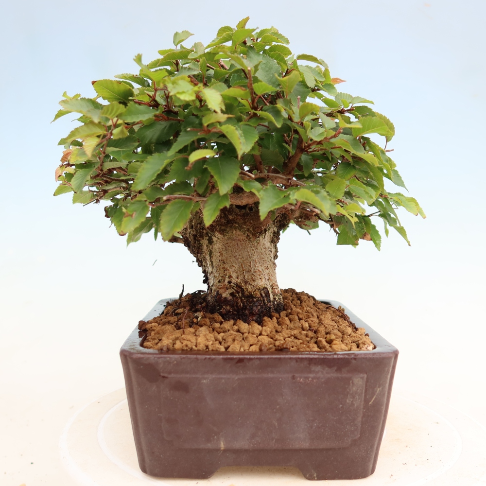 Kültéri bonsai -Carpinus Coreana - Koreai gyertyánfa